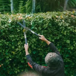 Professional garden maintenance, routine weeding, and custom building of new raised garden beds on a Waiheke Island property.