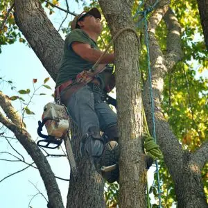 Professional arborist care pruning and training branches to safely manage coastal trees and maintain scenic property views on Waiheke Island.